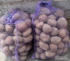 Ziemniaki Bellarosa jadalne kal 5+ w woreczkach po 15kg. Ilość ok. 4tony.
