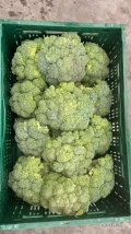 Świeże Brokuły dziennie do sprzedania 
