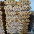 Sprzedam ziemniaki odmiany Ignacy duże i małe ilości możliwość dowozu.