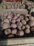 Sprzedam ziemniaki kaliber 35-50 odmian soraya 1 t, denar 500kg, gala 500kg sadzone jeden raz 