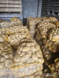 Witam sprzedam ziemniaki 800/1000 worków.zainteresowanych zapraszam.