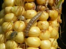 Omacnica prosowianka zasiedla plantacje kukurydzy