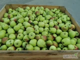 Ligol - około 20 ton, Jabłko zrywane na soki, musy lub obieranie 