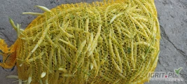 Do sprzedania ok. 300-400 kg świeżo rwanej żółtej fasoli szparagowej odmiana fruidor. Cena do uzgodnienia. 