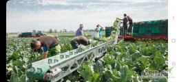 Zatrudnie obywateli Ukrainy  do pracy przy warzywach  12 godzin w dzien i wiecej
