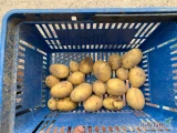 Ziemniaki corina worek 15 kg więcej informacji telefonicznie 