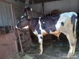 Krowa 10 lat spokojna i miękka do dojenia z cielakiem byczkiem hf 2 miesięcznym.Cena podana za całość.Więcej inf pod nr tel 517 849...