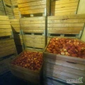 Sprzedam jabłko deserowe odmiany PRINCE z KA w ilości ok 90 ton.
