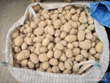 Ziemniaki bardzo grube 45+, 50+ sucha skóra ilości TIRowe tel. 601159904