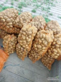 Ukopie na zamówienie ziemniaki jadalne Colombo, towar z jasnej ziemi, gruby. Więcej informacji pod nr tel 697631392