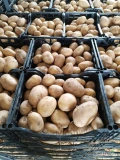 młode ziemniaki z Macedonii. ladna jakość.
