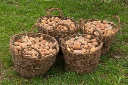 Lista odmian zalecanych - ziemniaki średniowczesne i skrobiowe 2021