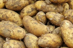 Lista odmian zalecanych - ziemniaki bardzo wczesne i wczesne 2021