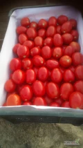 Sprzedam pomidora dyno piękny zdrowy twardy towar 
