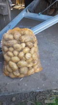 Sprzedam ziemniaki jadalne kopane na zamówienie, głównie ilości detaliczne, ale również busowe cena 2zł/kg tel. 507926421