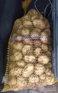 Nakopie na dzisiaj popołudniu (3lipca) ziemniaki Riviera ok.400workow 