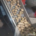 Sprzedam ziemniaki 45+ worek szyty luz lub big bag. ilości tirowe w ofercie także cebula.