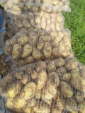 Ukopie jutro rano ziemniaki pod zamówienie do 300 worków możliwość paletowania odmiana Ignacy