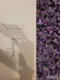 Nf-echinacea.pl oferuje różne formy surowca pozyskane z jeżówki purpurowej. 
