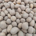 Ziemniaki Belana  30-50 z kwalifikatu