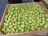 Sprzedam jabłko, jabłka Golden ilość 60 ton kaliber 6,8-8,5 .