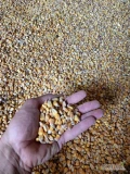 Sprzedam kukurydzę suchą o dobrych parametrach jakościowych z poprzedniego sezonu. Ilość około 22t