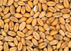 KRIR wnioskuje o ciągłe kontrole importowanych zbóż