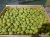 Sprzedam jabłko Golden 40sk po lekkim gradzie jabłko z ka po 1mcp.