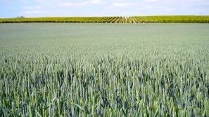 Nowy herbicyd firmy Bayer do jesiennej ochrony zbóż
