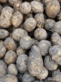 Sprzedam drobne ziemniaki odmiana Soraya około 500 kg