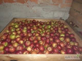 Sprzedam ok. 15 ton jabłek idared, najlepiej w skrzynie kupującego. Owoce ładne, bez parcha.