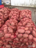 Sprzedam Ziemniaki jadalne OBERON czerwone z jasnej ziemi . Jednorazowo 500 worków . Kaliber 5+ 7