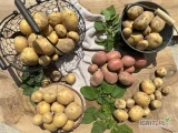 Sprzedam młode ziemniaki z własnego gospodarstwa , kopane pod zamówienie, różne odmiany :
