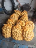 Sprzedam ziemniaki mlode Corinna cena 1zł.tel.695799593