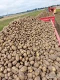   Sprzedam ziemniaki świeżo kopane pod zamówienie . Nawiąże współpracę z odbiorcami hurtowymi jak i detalicznymi zapraszam...