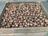 Sprzedam cebulę na obieranie z siewu zimowego, odmiana Senshu Yellow, na stanie około 7 ton, cena do uzgodnienia, zainteresowanych...