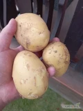 Ziemniaki Soraya 
