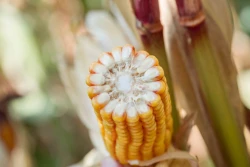 HR Smolice: Bezpieczne odmiany kukurydzy będą poszukiwane!