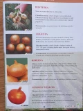 SENSHYU  YELLOW , AUGUSTA, HIBERNA , WINTERIA (j. 500g  lub 125 000n) nasiona cebuli ozimej firmy SEMO oferuje GEPWEG dystrybutor nasion....