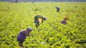 Polscy i niemieccy ogrodnicy starli się w walce o ukraińskich pracowników sezonowych
