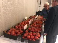 Optymalizacja uprawy pomidora Maluno F1