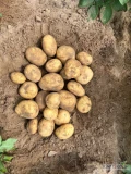 Witam posiadam w sprzedaży ziemniaki odmiana Ignacy kopane na bieżąco pod zamówienie pakowane w worki 15 lub 5 kg w cenie 1,8 zł kg lub...