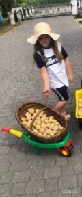 Sprzedam ziemniaki Gala ok 30 ton bez sortowania bez nawozów świeżo kopane 700 zł/t