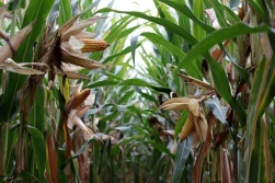 Podsumowanie sezonu uprawy kukurydzy