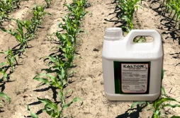 KALTOR 750 SG – nowy herbicyd do powschodowego odchwaszczania kukurydzy