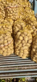 Sprzedam ziemniaki jadalne. Soraya Lilly kaliber +45. Worek 15kg lub big bag. Możliwość transportu.