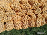 Sprzedam ziemniaki Riviera Soraja i Ignacy w sumie około 400 worków pakowane po 15 kg