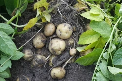 IOR: czym zastąpić dikwat w ziemniakach i rzepaku?
