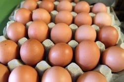 Polska z największą dynamiką wzrostu produkcji jaj konsumpcyjnych w UE