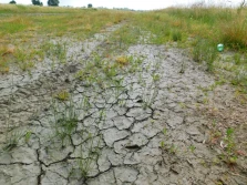 Szacowanie suszowych strat na polach